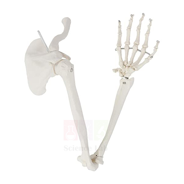 Human Arm and Hand model